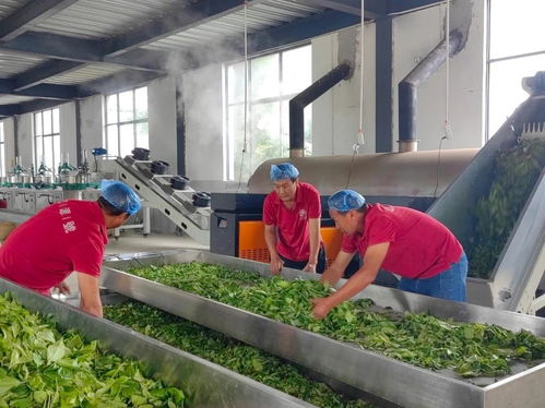 滬滇協作結碩果 加工廠助力鄉村振興